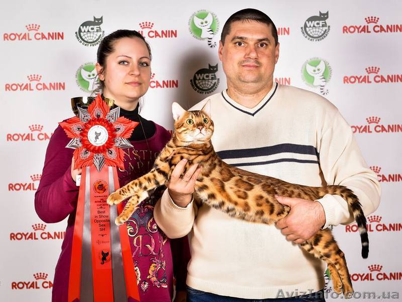 БЕНГАЛЬСКИЕ КОТЯТА(ПИТОМНИК) - <ro>Изображение</ro><ru>Изображение</ru> #1, <ru>Объявление</ru> #1409681