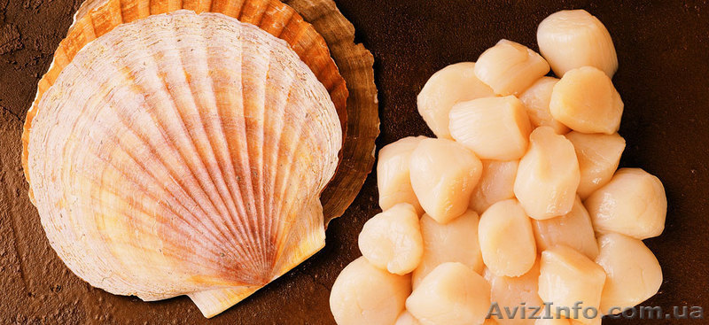 Гребешок морской в Одессе.  - <ro>Изображение</ro><ru>Изображение</ru> #1, <ru>Объявление</ru> #1437514