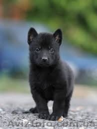 продам щенков черной немецкой овчарки - <ro>Изображение</ro><ru>Изображение</ru> #1, <ru>Объявление</ru> #1449380