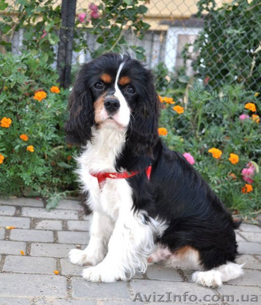 Предлагаю щенка Кавалер Кинг Чарльз Спаниель - <ro>Изображение</ro><ru>Изображение</ru> #1, <ru>Объявление</ru> #1451835