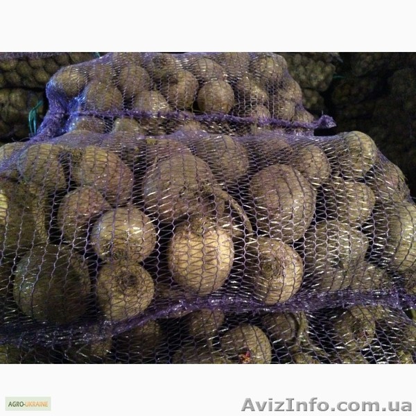 Буряк красный столовый. - <ro>Изображение</ro><ru>Изображение</ru> #1, <ru>Объявление</ru> #1523183