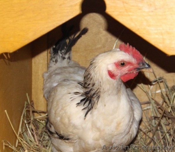 серебристый адлер - <ro>Изображение</ro><ru>Изображение</ru> #1, <ru>Объявление</ru> #1543255