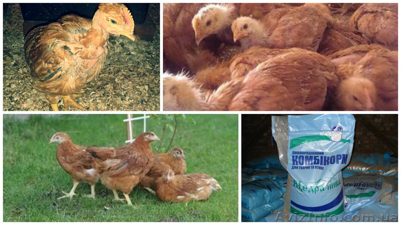 подрощенные цыплята ред бро, фокси чик, испанка - <ro>Изображение</ro><ru>Изображение</ru> #1, <ru>Объявление</ru> #1542903