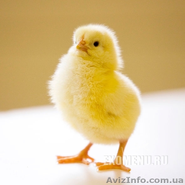 качественный бройлер кобб 500 - <ro>Изображение</ro><ru>Изображение</ru> #1, <ru>Объявление</ru> #1540009