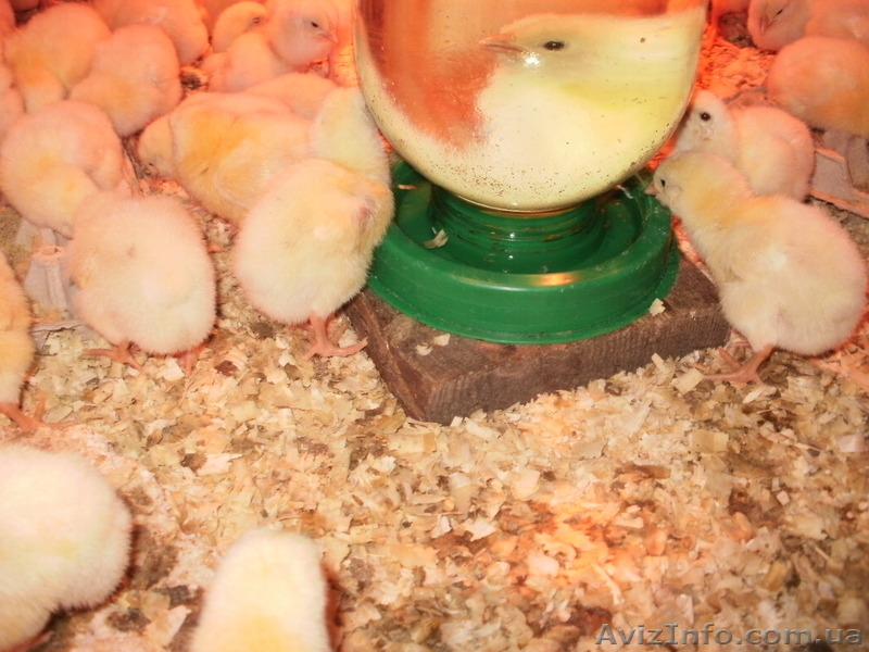 бройлер кобб 500 - <ro>Изображение</ro><ru>Изображение</ru> #1, <ru>Объявление</ru> #1539913