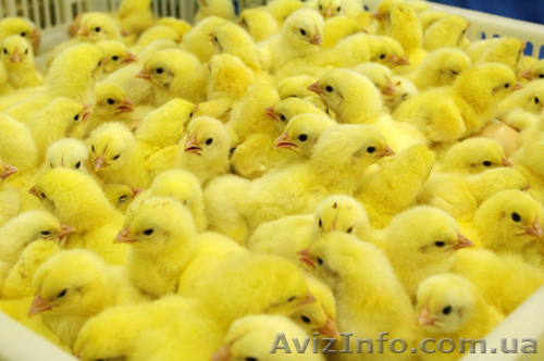 бройлер венгерской селекции - <ro>Изображение</ro><ru>Изображение</ru> #1, <ru>Объявление</ru> #1541437