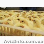 бройлер кобб 500, отличный ростт - <ro>Изображение</ro><ru>Изображение</ru> #1, <ru>Объявление</ru> #1539963