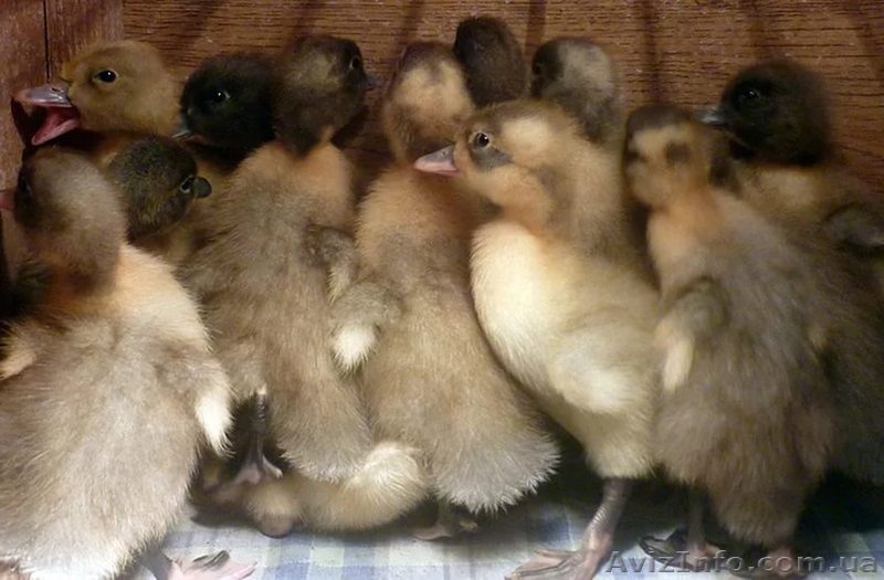 утята голубой фаворит - <ro>Изображение</ro><ru>Изображение</ru> #1, <ru>Объявление</ru> #1542559