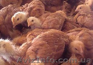 подрощенные цыплята - <ro>Изображение</ro><ru>Изображение</ru> #1, <ru>Объявление</ru> #1542283