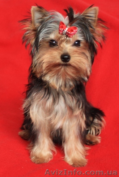 Йоркширский терьер. Девочка. КСУ. Одесса... - <ro>Изображение</ro><ru>Изображение</ru> #1, <ru>Объявление</ru> #1540067