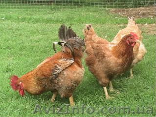 цыплята ред бро - <ro>Изображение</ro><ru>Изображение</ru> #1, <ru>Объявление</ru> #1549860