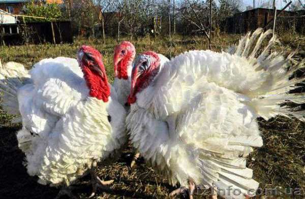 индюшата бройлеры БИГ 6 - <ro>Изображение</ro><ru>Изображение</ru> #1, <ru>Объявление</ru> #1552572