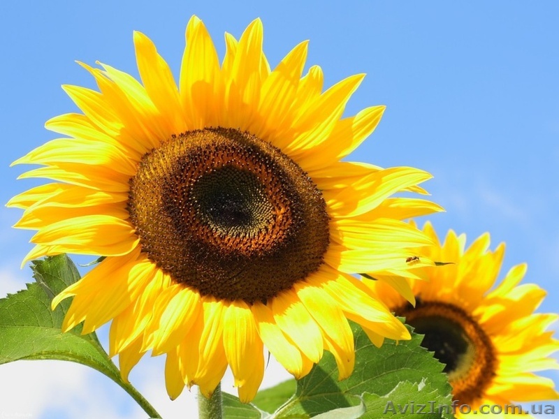 Магазин семян, средств защиты растений, удобрений - <ro>Изображение</ro><ru>Изображение</ru> #1, <ru>Объявление</ru> #1554600