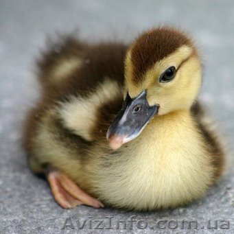 утята башкирская цветная - <ro>Изображение</ro><ru>Изображение</ru> #1, <ru>Объявление</ru> #1555125