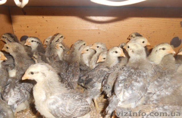 борковская цветная - <ro>Изображение</ro><ru>Изображение</ru> #1, <ru>Объявление</ru> #1553134