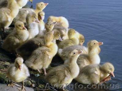 гусята  датский легарт - <ro>Изображение</ro><ru>Изображение</ru> #1, <ru>Объявление</ru> #1555072