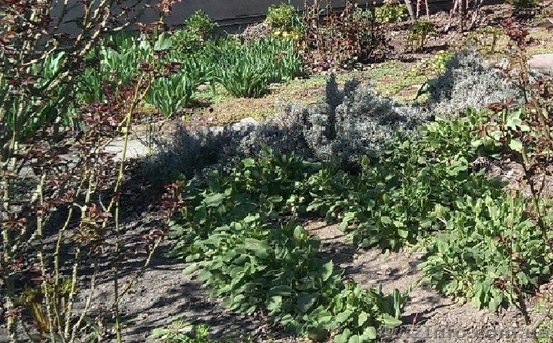 Продам участок 8,5соток ул. Ивановская / Золотая горка / Черноморка - <ro>Изображение</ro><ru>Изображение</ru> #1, <ru>Объявление</ru> #1562757