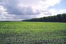 Продам участок 1,48га 25 Чапаевской дивизии / за сити 25 - <ro>Изображение</ro><ru>Изображение</ru> #1, <ru>Объявление</ru> #1563895