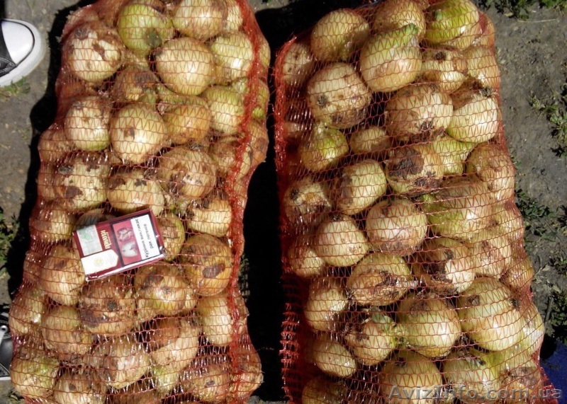 Продам свой ранний лук в Одесской области, с. Барабои - <ro>Изображение</ro><ru>Изображение</ru> #1, <ru>Объявление</ru> #1569455