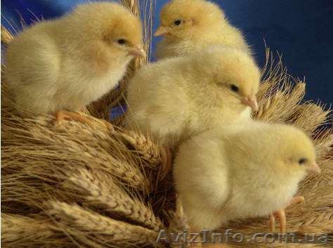 цыплята за зерно - <ro>Изображение</ro><ru>Изображение</ru> #1, <ru>Объявление</ru> #1571780