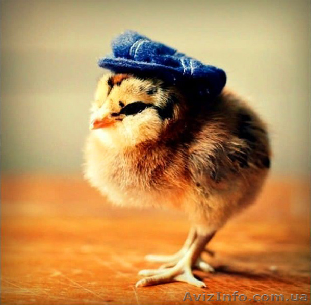  суточные цыплята= зерно - <ro>Изображение</ro><ru>Изображение</ru> #1, <ru>Объявление</ru> #1571824