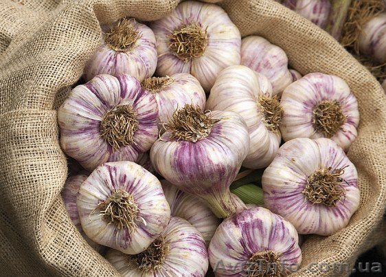 Продаю посадочный сортовой чеснок - <ro>Изображение</ro><ru>Изображение</ru> #1, <ru>Объявление</ru> #1577538