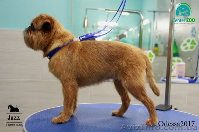 Тримминг-стрижка скотч терьера, фокса, веста, цверг шнауцер и другие. - <ro>Изображение</ro><ru>Изображение</ru> #1, <ru>Объявление</ru> #1578757