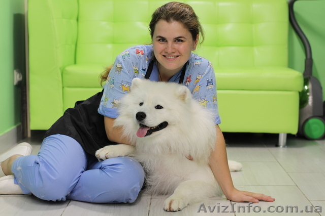 Купание, вычесвание ,груминг самоедских лаек, хаски, маламута, немецких овчарок, - <ro>Изображение</ro><ru>Изображение</ru> #1, <ru>Объявление</ru> #1579354