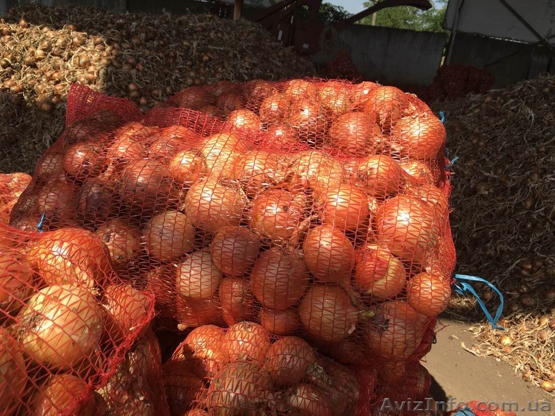 Продам лук, сорт ЧЕМПИОН, Одесская обл.,пгт. Беляевка - <ro>Изображение</ro><ru>Изображение</ru> #1, <ru>Объявление</ru> #1582196