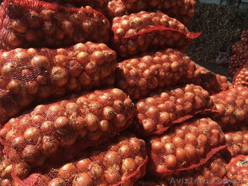 Продам лук, сорт БЕРЕКЕТ, Одесская обл., пгт. Беляевка - <ro>Изображение</ro><ru>Изображение</ru> #1, <ru>Объявление</ru> #1582195