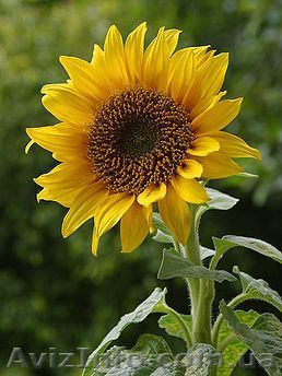 Насіння гібриду соняшнику Антей - <ro>Изображение</ro><ru>Изображение</ru> #1, <ru>Объявление</ru> #1588777