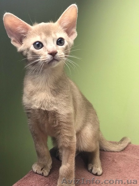 Абиссинские котята продажа - <ro>Изображение</ro><ru>Изображение</ru> #1, <ru>Объявление</ru> #1602836