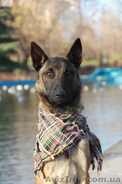 Дрессировка собак в Одессе. Послушание. Гостиница для животных - <ro>Изображение</ro><ru>Изображение</ru> #1, <ru>Объявление</ru> #1602085