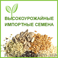 PUEBLO канадский трансгенный сорт кориандра двуручка. - <ro>Изображение</ro><ru>Изображение</ru> #1, <ru>Объявление</ru> #1608711