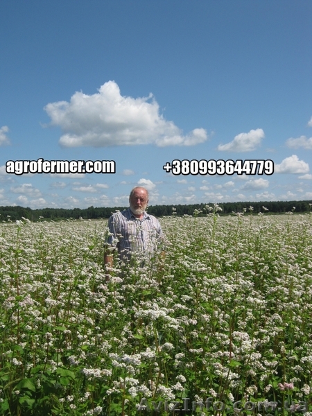 Семена гречихи GRANBY Канадский трансгенный сорт. - <ro>Изображение</ro><ru>Изображение</ru> #1, <ru>Объявление</ru> #1607902