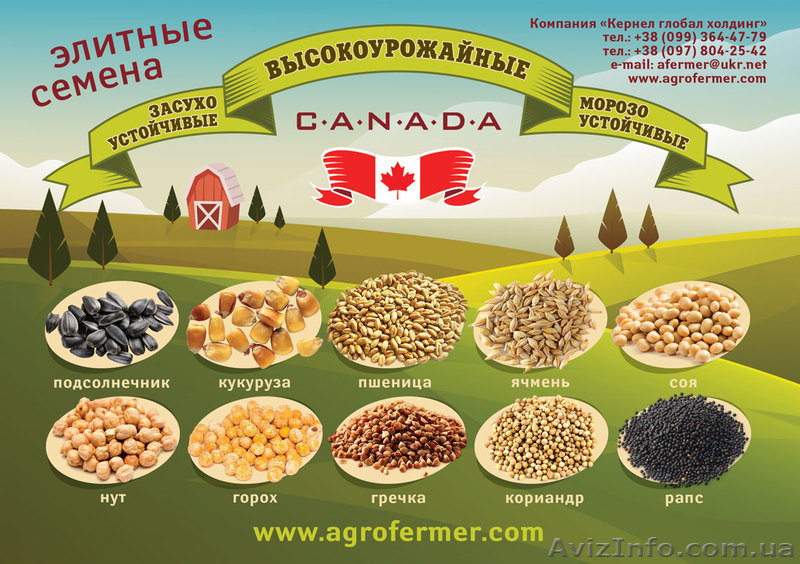 Импортные высокоурожайные семена					 - <ro>Изображение</ro><ru>Изображение</ru> #1, <ru>Объявление</ru> #1607899