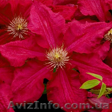 Продам саженцы клематиса Ernest Markham - <ro>Изображение</ro><ru>Изображение</ru> #1, <ru>Объявление</ru> #1610845