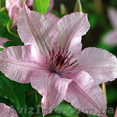 Продам саженцы клематиса Hagley Hybrid - <ro>Изображение</ro><ru>Изображение</ru> #1, <ru>Объявление</ru> #1610844