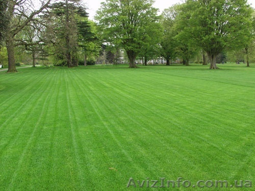 Семена газонной травы урожай 2017 года универсальной.  - <ro>Изображение</ro><ru>Изображение</ru> #1, <ru>Объявление</ru> #1610447