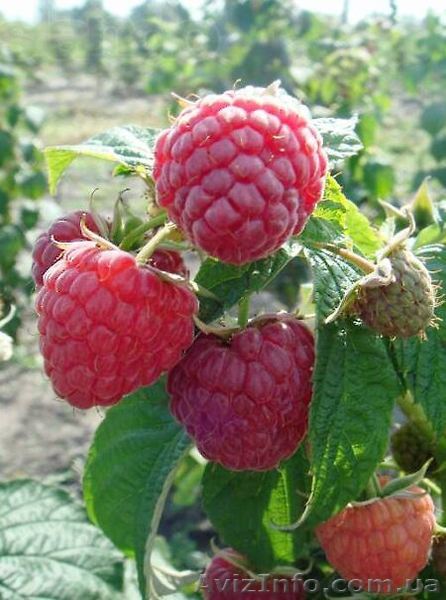 Саженцы малинового дерева Крепыш - <ro>Изображение</ro><ru>Изображение</ru> #1, <ru>Объявление</ru> #1610847