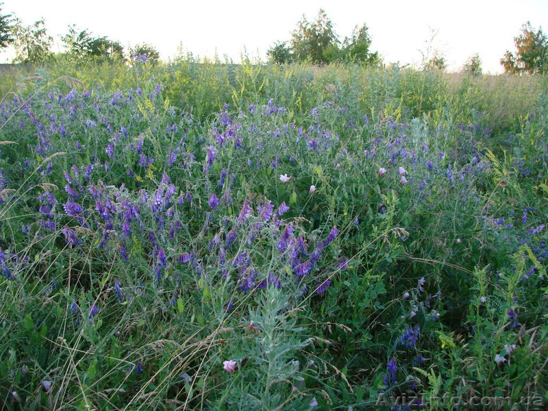 Эксклюзивный участок! В селе Ильичевка - <ro>Изображение</ro><ru>Изображение</ru> #1, <ru>Объявление</ru> #1610058