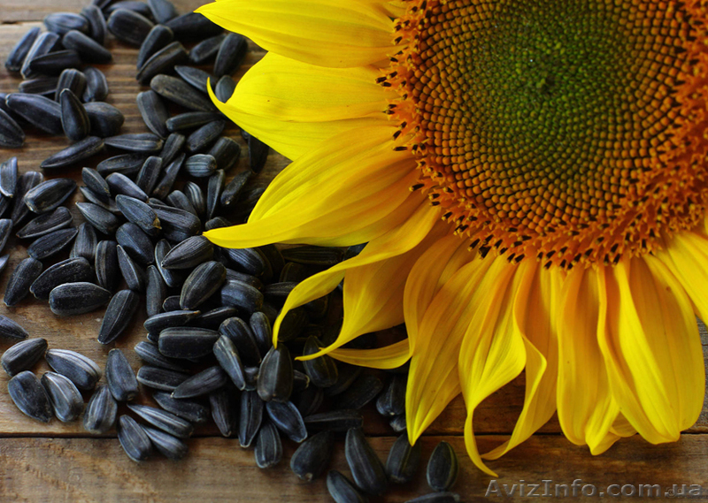 Закупка подсолнуха у производителей по всей Украине, дорого - <ro>Изображение</ro><ru>Изображение</ru> #1, <ru>Объявление</ru> #1610714