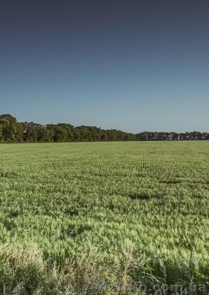 Фасадный участок 2,5 га, 9 га Клеверный мост трасса Одесса - Киев. - <ro>Изображение</ro><ru>Изображение</ru> #1, <ru>Объявление</ru> #1624398