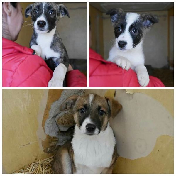 Малыши - <ro>Изображение</ro><ru>Изображение</ru> #1, <ru>Объявление</ru> #1676827