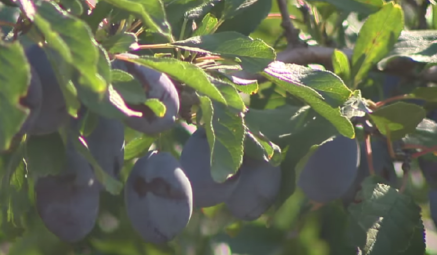 Продам сливу прямо с сада в ассортименте - <ro>Изображение</ro><ru>Изображение</ru> #1, <ru>Объявление</ru> #1726077