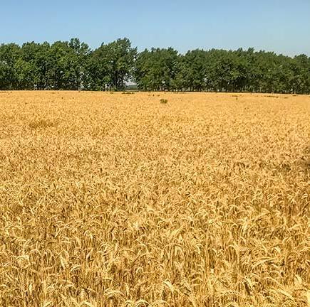 Продам элеватор в Одессе 55.000 тн, участок 11 га, Ж/Д ветка, оборудование. - <ro>Изображение</ro><ru>Изображение</ru> #1, <ru>Объявление</ru> #1725923