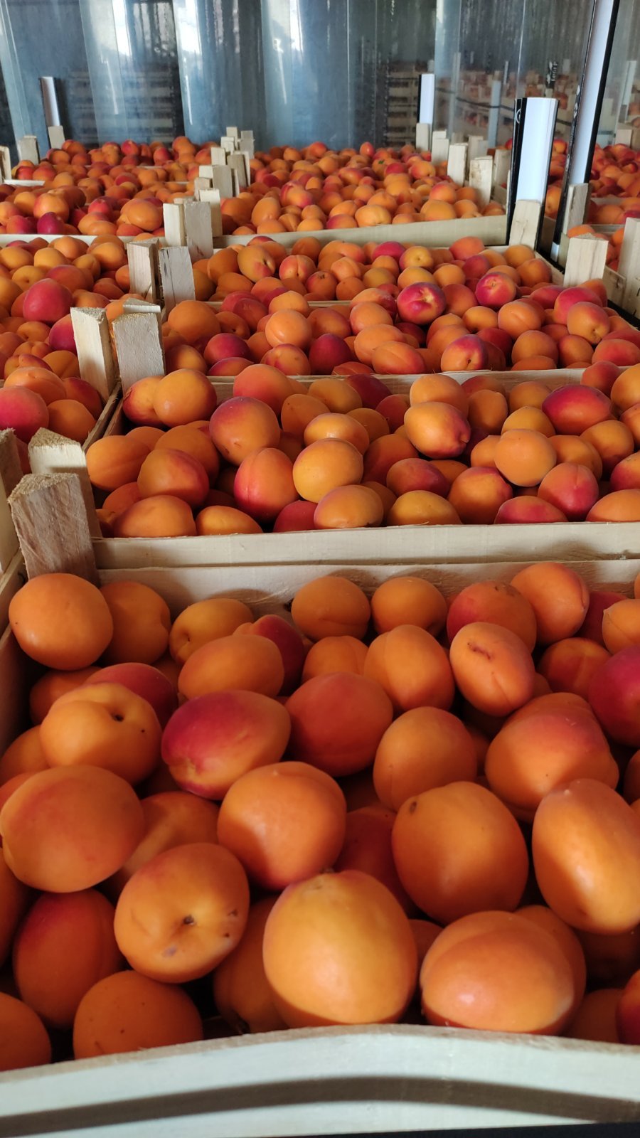 Продам абрикос с поля! Звоните! - <ro>Изображение</ro><ru>Изображение</ru> #1, <ru>Объявление</ru> #1726245