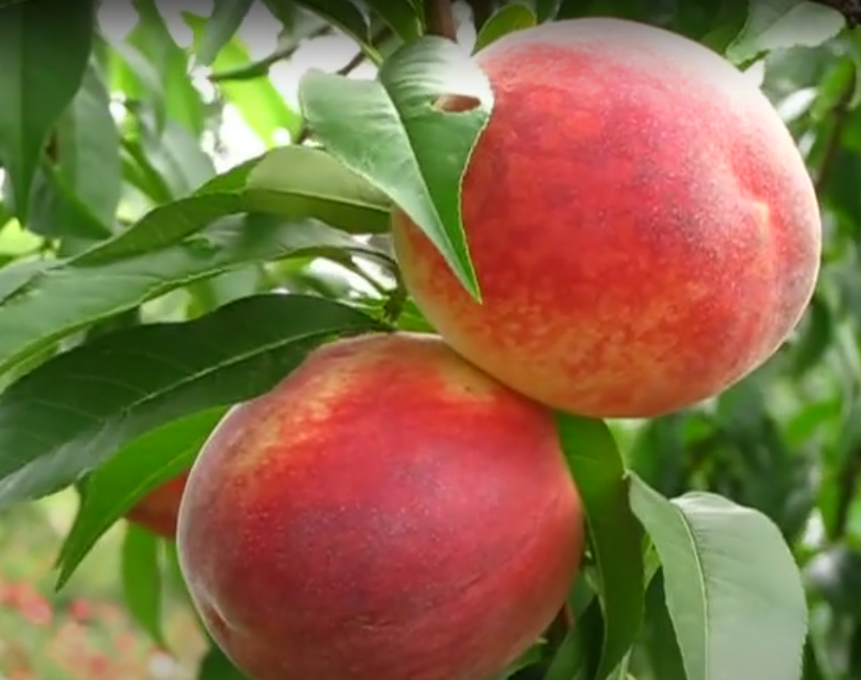 Продам персик с сада от поставщика!Звоните! - <ro>Изображение</ro><ru>Изображение</ru> #1, <ru>Объявление</ru> #1726401