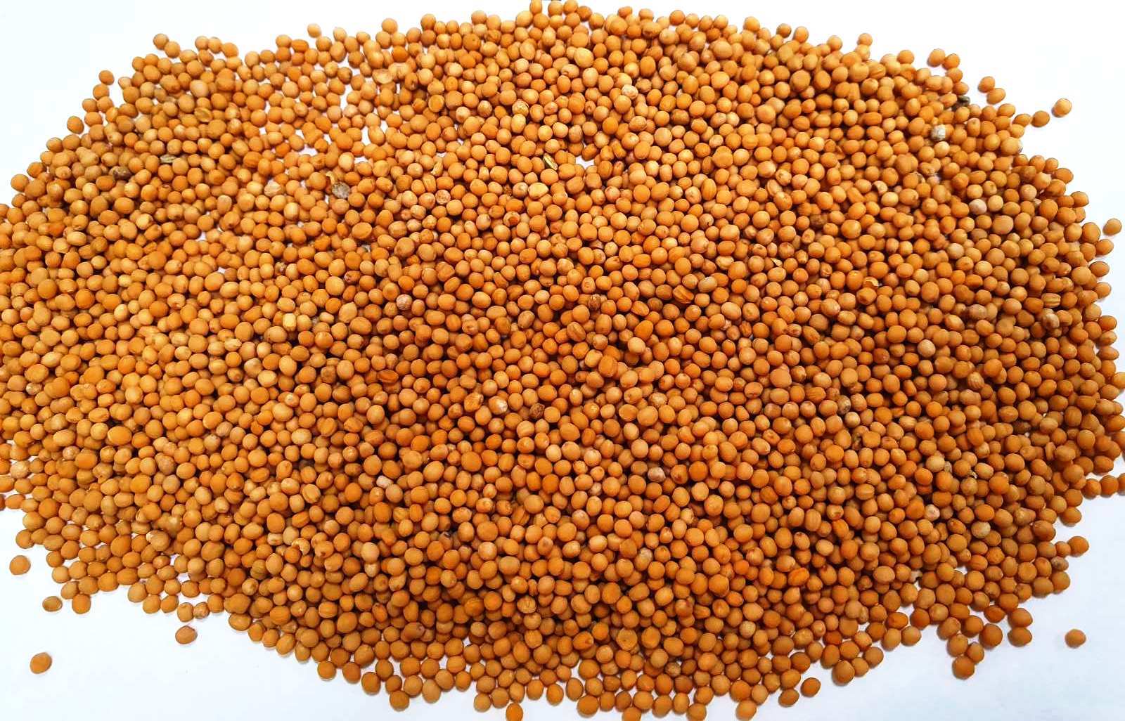 Продаємо насіння гірчиці білої  - <ro>Изображение</ro><ru>Изображение</ru> #1, <ru>Объявление</ru> #1733360