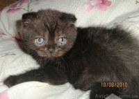 Шотландских котят - <ro>Изображение</ro><ru>Изображение</ru> #1, <ru>Объявление</ru> #65255